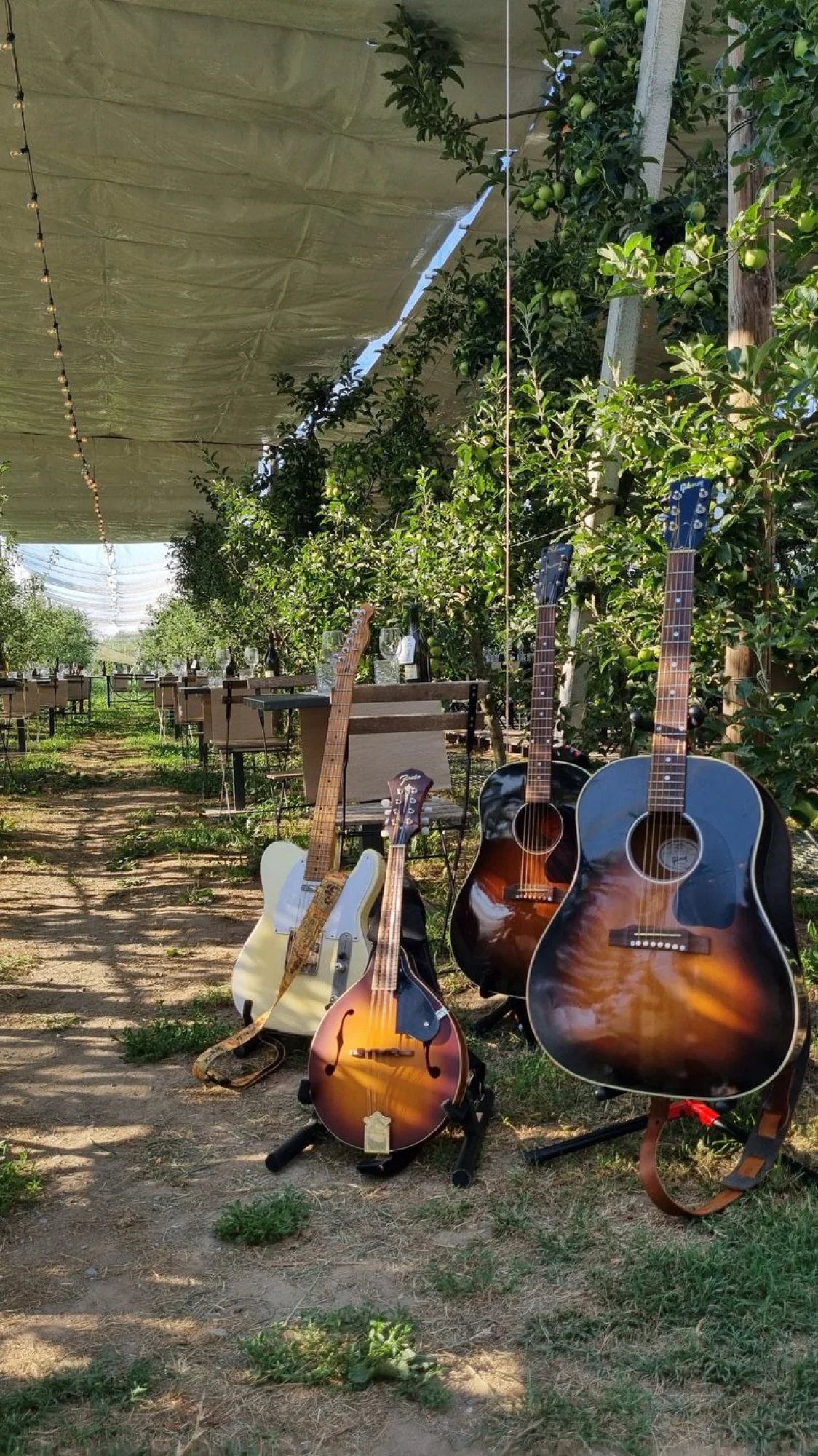 Acoustic guitars and a mandolin on the grass, under the trees